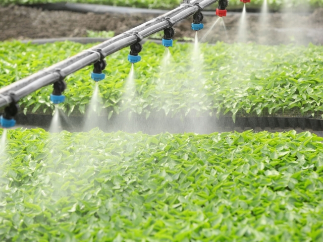 irrigation