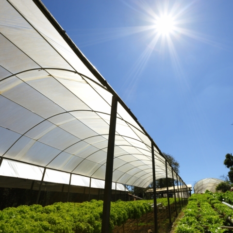 Is Your Glasshouse Ready for the Next Heatwave?