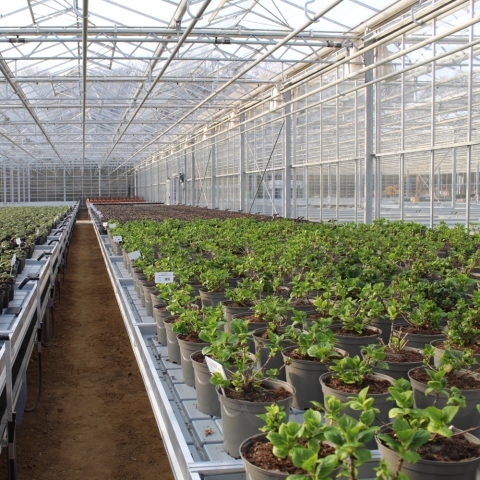 More Control, Less Waste: How Ebb & Flood Benching Improves Glasshouse Efficiency